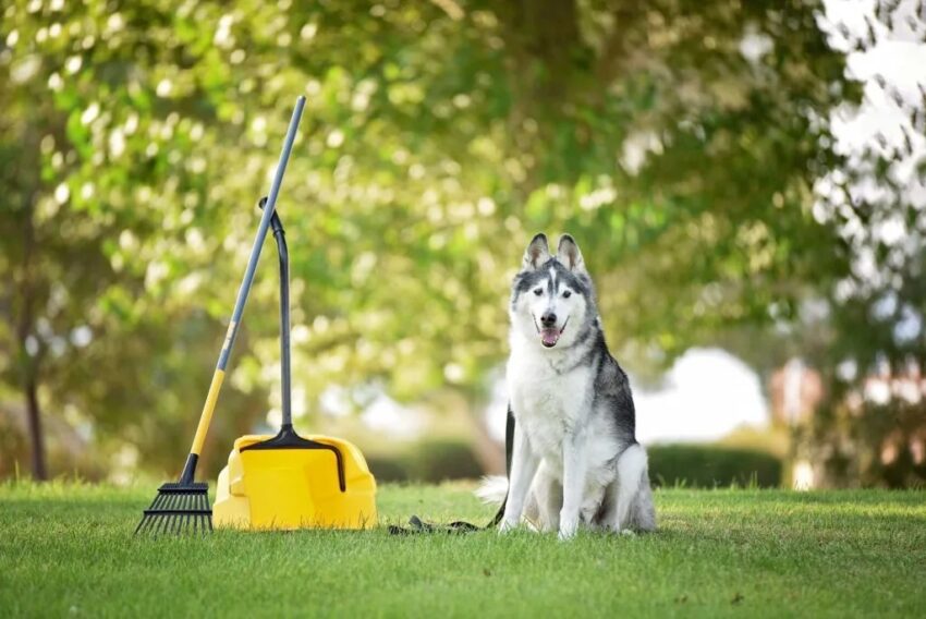 rich dog image1