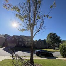 Privacy Trees Services in Gainesville GA