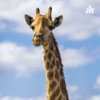 Animals by Kelsey McFarland GardenRadio