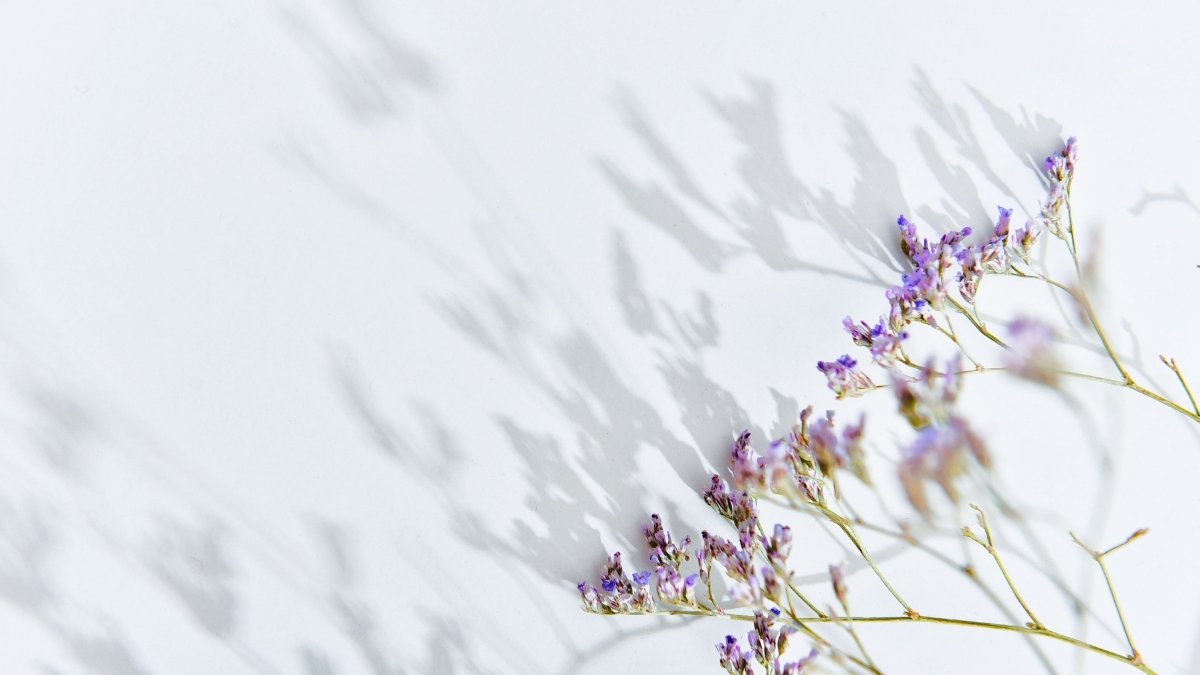 hinh-nen-powerpoint-14 Hình nền Powerpoint bông hoa xinh đẹp