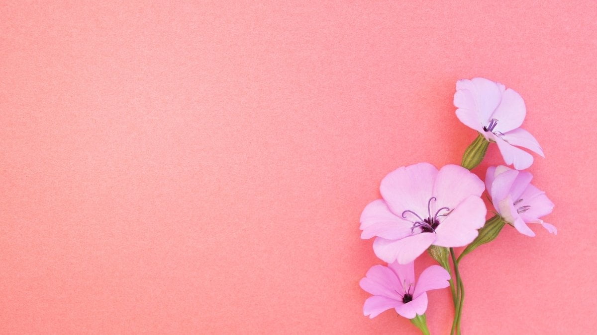 hinh-nen-powerpoint-58 Hình nền Powerpoint đơn giản mà dễ thương