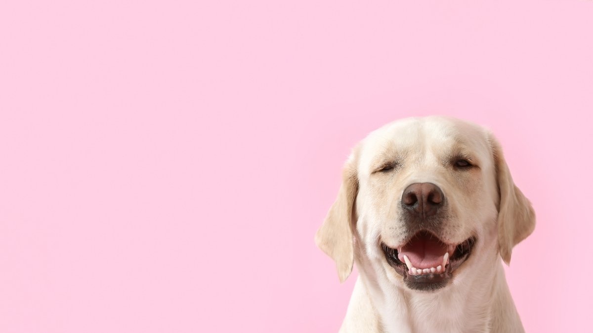 hinh-nen-powerpoint-60 Hình nền Powerpoint chú chó dễ thương