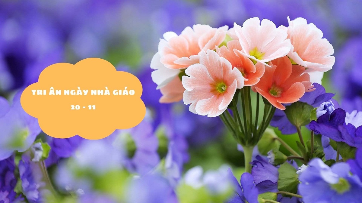 Tri ân thầy cô với hoa cỏ tươi thắm, phông nền đẹp