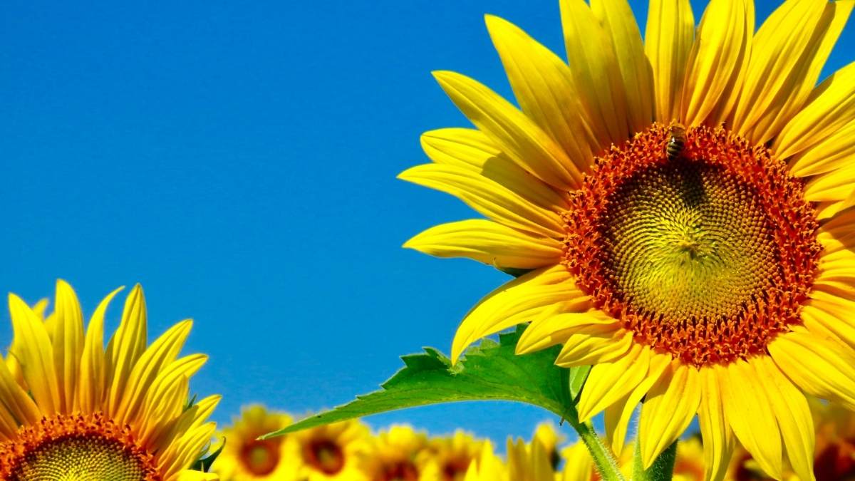 hinh-anh-chuc-ngay-moi-34 Hình ảnh chúc ngày mới tươi như hoa