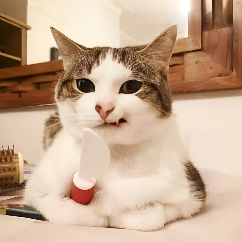 meme-cuoi-1 tải Ảnh meme cười đểu