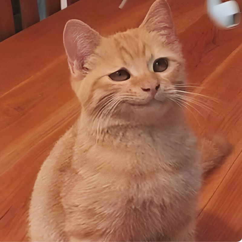 meme-cuoi-2 Hình Ảnh meme cười đểu