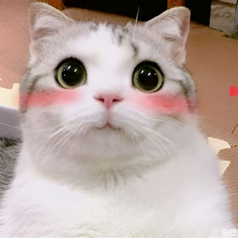 meme-cuoi-13 Meme cười mỉm dễ thương