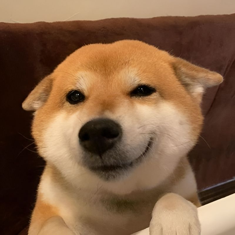 meme-cuoi-37 tải Hình meme cười khinh bỉ