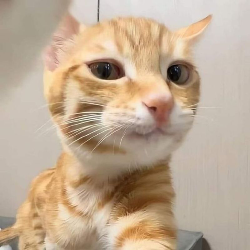 meme-cuoi-97 hình Meme mèo cười ngô nghê