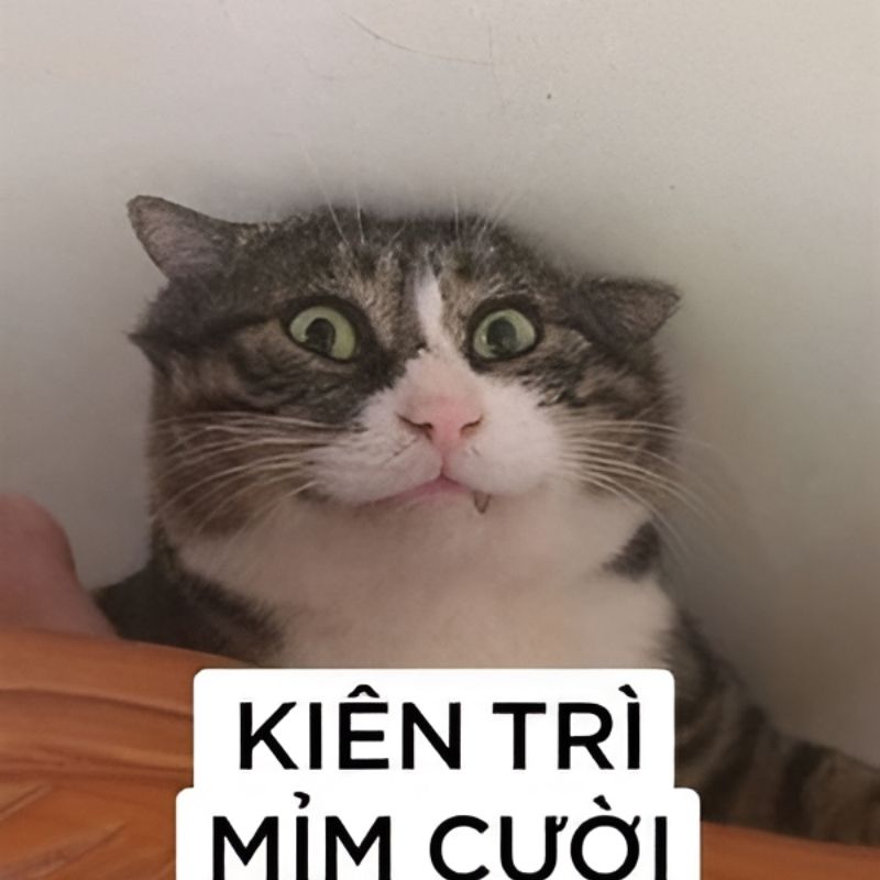 meme-cuoi-93 hình Meme mèo cười ngố tàu