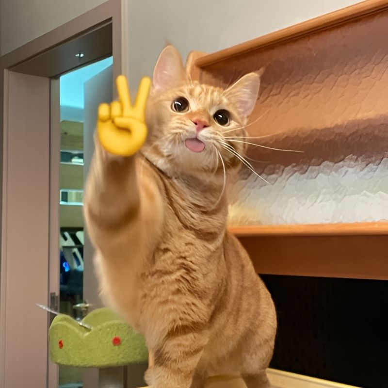 meme-cuoi-89 download ảnh Meme mèo cười