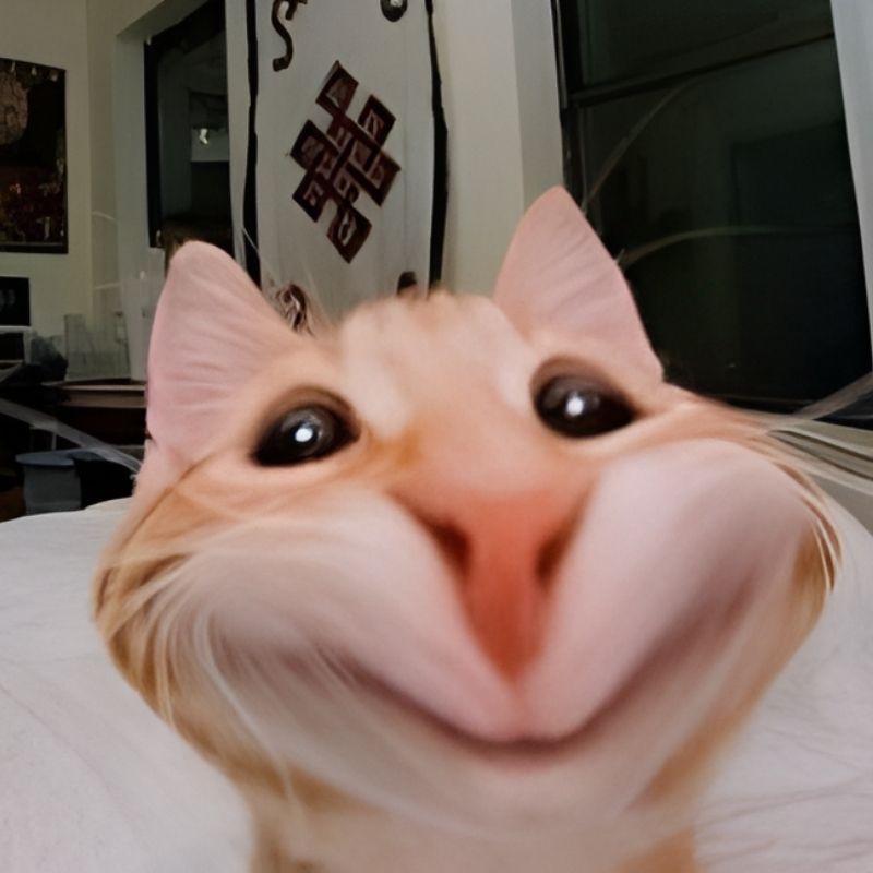 meme-cuoi-90 Tải ảnh Meme mèo cười ngô nghê 4k