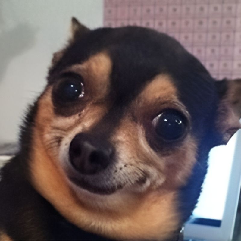 meme-cuoi-109 Ảnh chú chó cười chảy nước mắt