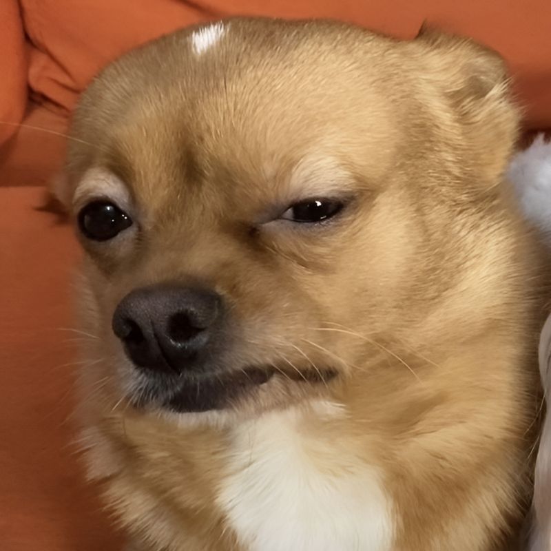 meme-cuoi-110 Ảnh hài hước chó cười