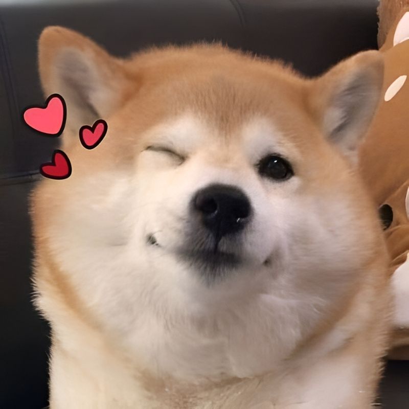 meme-cuoi-104 Meme chó cười yêu