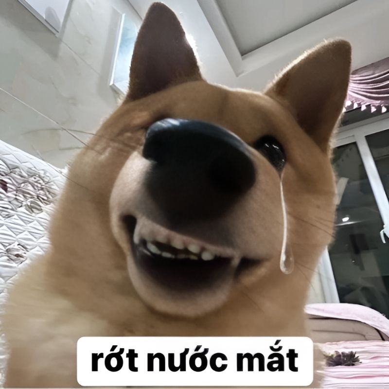 meme-cuoi-105 Ảnh meme chó cười đầy mỉa mai