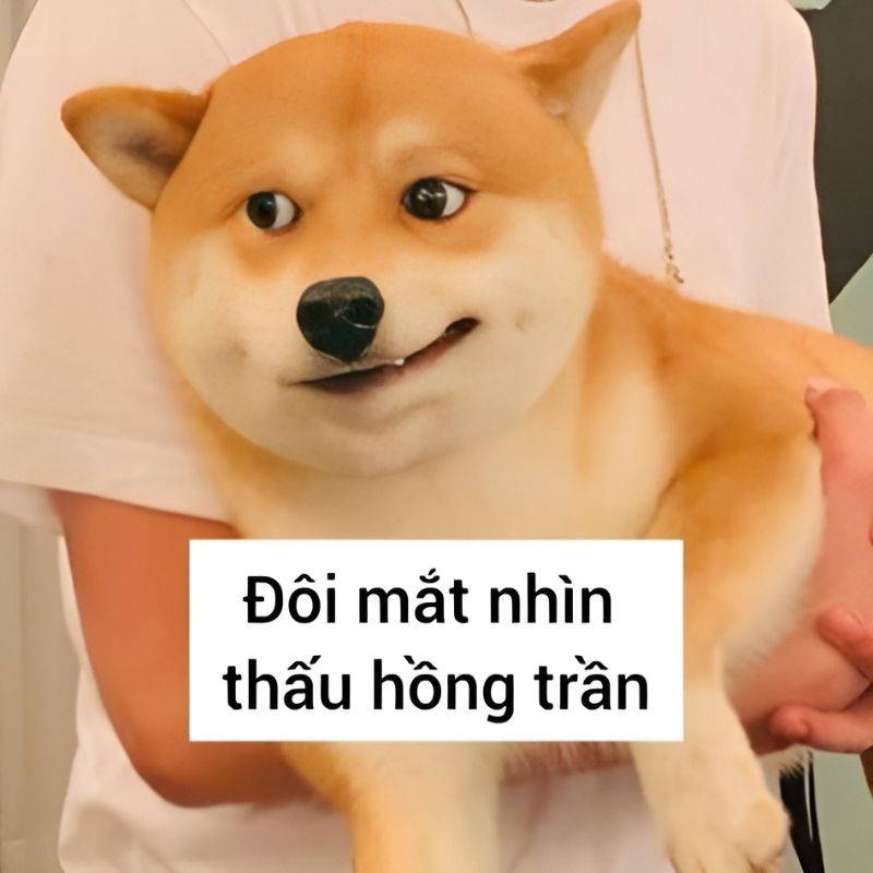 meme-cuoi-106 meme dễ thương của chó cười