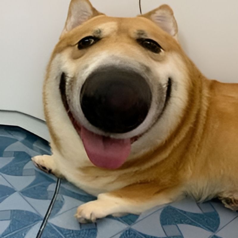 meme-cuoi-100 Tải meme cười