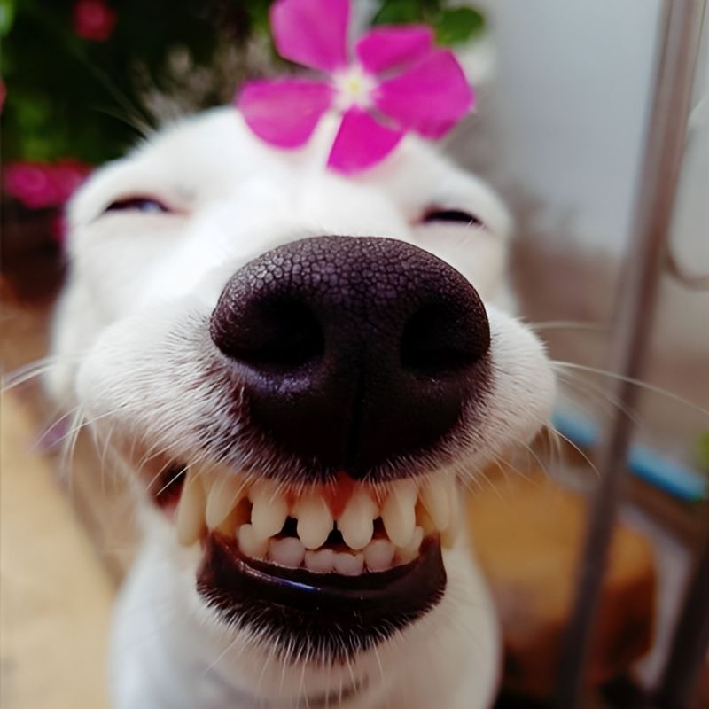 meme-cuoi-99 Hình Meme chó cười nhe răng